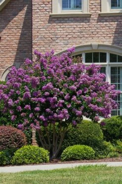 Catawba Purple Crape Myrtle - 1 Gallon Pot -Garden Supplies Sales 2024 Crape Myrtle Catawba 5 1