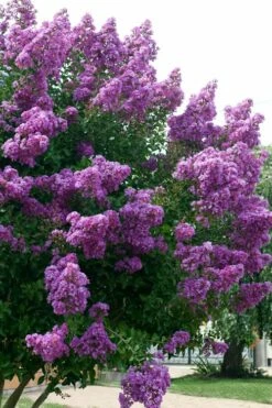Catawba Purple Crape Myrtle - 3 Gallon Pot -Garden Supplies Sales 2024 Crape Myrtle Catawba 500x750 1