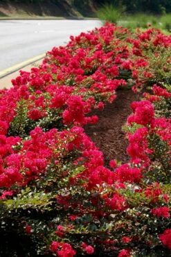 Cherry Dazzle Dwarf Crape Myrtle - 3 Gallon Pot -Garden Supplies Sales 2024 Crape Myrtle Cherry Dazzle 31 1