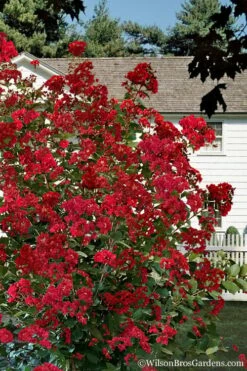 Colorama Scarlet Red Crape Myrtle - 5 Gallon Pot -Garden Supplies Sales 2024 Crape Myrtle Colorama Scarlet 1