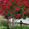 Colorama Scarlet Red Crape Myrtle - 5 Gallon Pot -Garden Supplies Sales 2024 Crape Myrtle Colorama Scarlet 2