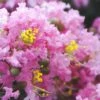 Dazzle Me Pink Dwarf Crape Myrtle - 2 Gallon Pot -Garden Supplies Sales 2024 Crape Myrtle Dazzle Me Pink 15