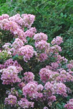 Dazzle Me Pink Dwarf Crape Myrtle - 3 Gallon Pot -Garden Supplies Sales 2024 Crape Myrtle Dazzle Me Pink 16 1
