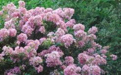 Dazzle Me Pink Dwarf Crape Myrtle - 2 Gallon Pot -Garden Supplies Sales 2024 Crape Myrtle Dazzle Me Pink 17
