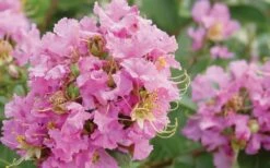 Dazzle Me Pink Dwarf Crape Myrtle - 3 Gallon Pot -Garden Supplies Sales 2024 Crape Myrtle Dazzle Me Pink Closeup 1