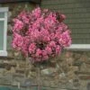 Delta Jazz Crape Myrtle - Single Trunk Topiary Tree - 5 Gallon Pot -Garden Supplies Sales 2024 Crape Myrtle Delota Jazz Tree Form 1