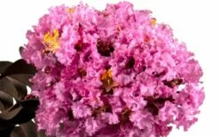 Delta Eclipse Crape Myrtle - 2 Gallon Pot -Garden Supplies Sales 2024 Crape Myrtle Delta Eclipse
