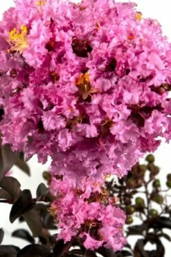 Delta Eclipse Crape Myrtle - 2 Gallon Pot -Garden Supplies Sales 2024 Crape Myrtle Delta Eclipse BS