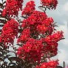 Delta Flame Crape Myrtle - 2 Gallon Pot -Garden Supplies Sales 2024 Crape Myrtle Delta Flame 3