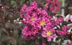 Delta Fusion Crape Myrtle - 2 Gallon Pot -Garden Supplies Sales 2024 Crape Myrtle Delta Fusion 2