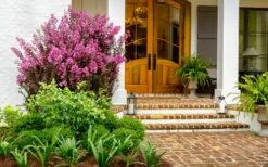 Delta Fusion Crape Myrtle - 2 Gallon Pot -Garden Supplies Sales 2024 Crape Myrtle Delta Fusion 5