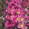 Delta Fusion Crape Myrtle - 2 Gallon Pot -Garden Supplies Sales 2024 Crape Myrtle Delta Fusion 7