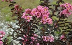 Delta Jazz Crape Myrtle - 2 Gallon Pot -Garden Supplies Sales 2024 Crape Myrtle Delta Jazz