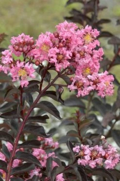 Delta Jazz Crape Myrtle - 2 Gallon Pot -Garden Supplies Sales 2024 Crape Myrtle Delta Jazz Rev 500x750 1