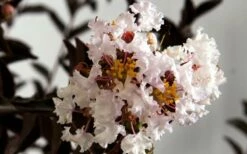 Delta Moonlight Crape Myrtle - 2 Gallon Pot -Garden Supplies Sales 2024 Crape Myrtle Delta Moonlight