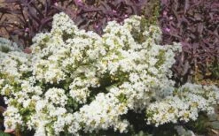 Diamond Dazzle Dwarf Crape Myrtle - 1 Gallon Pot -Garden Supplies Sales 2024 Crape Myrtle Diamond Dazzle