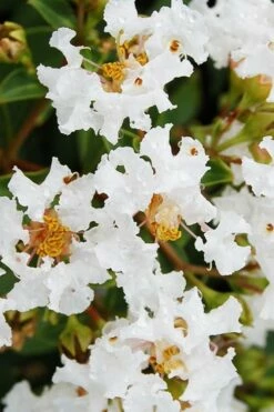 Diamond Dazzle Dwarf Crape Myrtle - 2 Gallon Pot -Garden Supplies Sales 2024 Crape Myrtle Diamond Dazzle BS 1