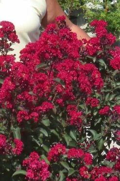Double Dynamite Crape Myrtle - 2 Gallon Pot -Garden Supplies Sales 2024 Crape Myrtle Double Dynamite 25
