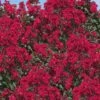 Double Dynamite Crape Myrtle - 2 Gallon Pot -Garden Supplies Sales 2024 Crape Myrtle Double Dynamite 26
