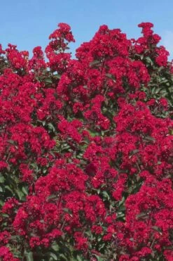 Double Dynamite Crape Myrtle Tree (Single Trunk Tree) - 5 Gallon Pot -Garden Supplies Sales 2024 Crape Myrtle Double Dynamite 26 2