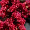 Double Feature Red Crape Myrtle - 3 Gallon Pot -Garden Supplies Sales 2024 Crape Myrtle Double Feature 20