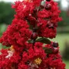 Dynamite Red Crape Myrtle - 1 Gallon Pot -Garden Supplies Sales 2024 Crape Myrtle Dynamite Rev 2 500x750 1