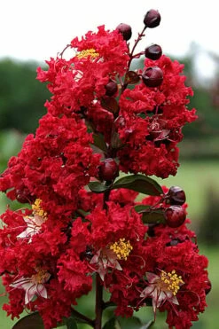 Dynamite Red Crape Myrtle - 7 Gallon Pot (5-6') -Garden Supplies Sales 2024 Crape Myrtle Dynamite Rev 2 500x750 2