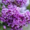 Early Bird Purple Crape Myrtle - 2 Gallon Pot -Garden Supplies Sales 2024 Crape Myrtle Early Bird BS