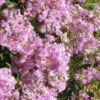 Early Bird Lavender Crape Myrtle - 3 Gallon Pot -Garden Supplies Sales 2024 Crape Myrtle Early Bird Lavender 27