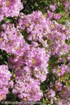 Early Bird Lavender Crape Myrtle - 3 Gallon Pot
