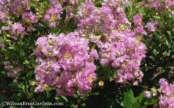 Early Bird Lavender Crape Myrtle - 3 Gallon Pot -Garden Supplies Sales 2024 Crape Myrtle Early Bird Lavender 6