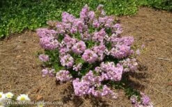 Early Bird Lavender Crape Myrtle - 3 Gallon Pot -Garden Supplies Sales 2024 Crape Myrtle Early Bird Lavender 7