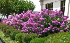 Early Bird Purple Crape Myrtle - 2 Gallon Pot -Garden Supplies Sales 2024 Crape Myrtle Early Bird Purple 2
