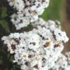 Ebony & Ivory Crape Myrtle - 3 Gallon Pot 1 Ebony & Ivory Crape Myrtle - 3 Gallon Pot -Garden Supplies Sales 2024 Crape Myrtle Ebony And Ivory 500x750 1