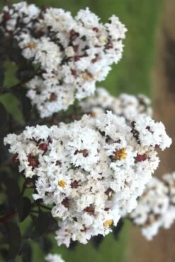 Ebony & Ivory Crape Myrtle - 3 Gallon Pot