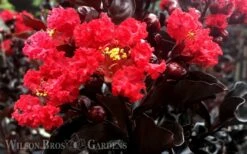Ebony Flame Crape Myrtle - 3 Gallon Pot -Garden Supplies Sales 2024 Crape Myrtle Ebony Flame 1