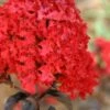 Ebony Flame Crape Myrtle - 2 Gallon Pot -Garden Supplies Sales 2024 Crape Myrtle Ebony Flame 21