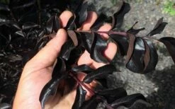 Ebony Flame Crape Myrtle - 2 Gallon Pot -Garden Supplies Sales 2024 Crape Myrtle Ebony Flame Black Leaves
