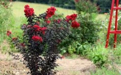 Ebony Flame Crape Myrtle - 3 Gallon Pot -Garden Supplies Sales 2024 Crape Myrtle Ebony Flame Tree 1