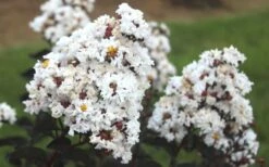 Lunar Magic Crape Myrtle Tree (Single Trunk) - 7 Gallon Pot (5-6') -Garden Supplies Sales 2024 Crape Myrtle Ebony Ivory 1