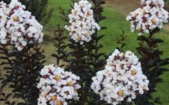Ebony & Ivory Crape Myrtle - 3 Gallon Pot -Garden Supplies Sales 2024 Crape Myrtle Ebony Ivory 2