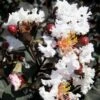 Delta Moonlight Crape Myrtle - 2 Gallon Pot -Garden Supplies Sales 2024 Crape Myrtle Ebony Ivory BS