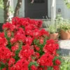 Enduring Summer Red Crape Myrtle - 3 Gallon Pot -Garden Supplies Sales 2024 Crape Myrtle Enduring Summer 10