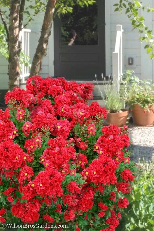 Enduring Summer Red Crape Myrtle - 3 Gallon Pot Enduring Summer Red Crape Myrtle - 3 Gallon Pot -Garden Supplies Sales 2024 Crape Myrtle Enduring Summer 10