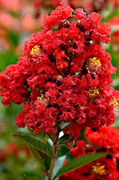 Enduring Summer Red Crape Myrtle - 3 Gallon Pot 5 Enduring Summer Red Crape Myrtle - 3 Gallon Pot -Garden Supplies Sales 2024 Crape Myrtle Enduring Summer Redr BS