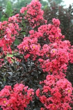 Midnight Magic Crape Myrtle (Multi Trunk) - 7 Gallon Pot -Garden Supplies Sales 2024 Crape Myrtle Midnight Magic 1