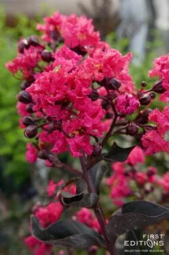 Midnight Magic Crape Myrtle (Multi Trunk) - 7 Gallon Pot -Garden Supplies Sales 2024 Crape Myrtle Midnight Magic 2