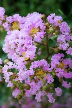 Muskogee Lavender Crape Myrtle Tree (Single Trunk) - 5 Gallon Pot -Garden Supplies Sales 2024 Crape Myrtle Muskgogee BS 1