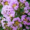 Muskogee Lavender Crape Myrtle - 6 Pack Of 1 Gallon Pots -Garden Supplies Sales 2024 Crape Myrtle Muskgogee BS 5