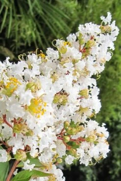 Natchez White Crape Myrtle (Multi Trunk) - 7 Gallon Pot (3-4') -Garden Supplies Sales 2024 Crape Myrtle Natchez 11 3